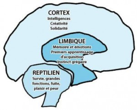 Les trois cerveaux - Médecine Intégrée