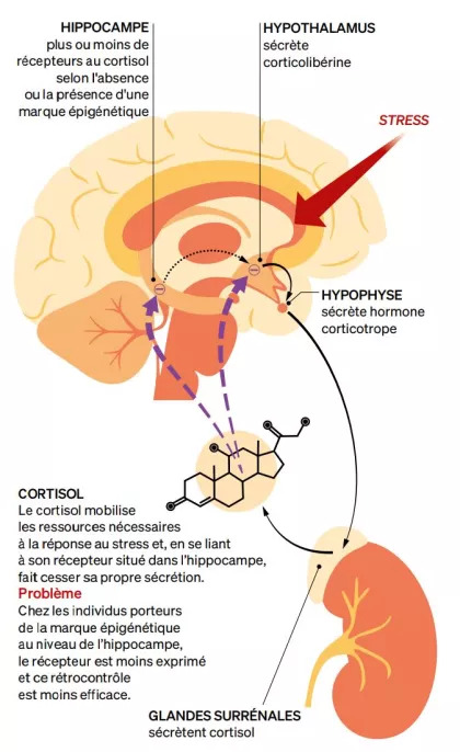 Une image contenant texte, diagramme Description générée automatiquement